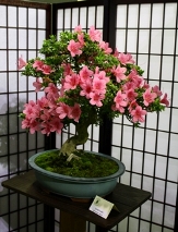 Chinsei Azalea, Rhododendron x 'Chinsei'